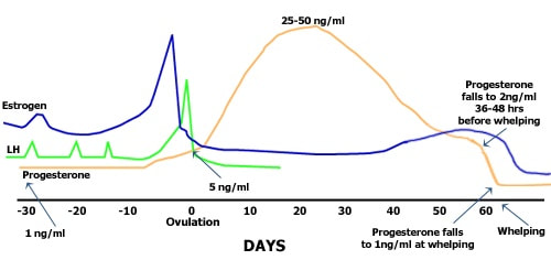 canine progesterone test